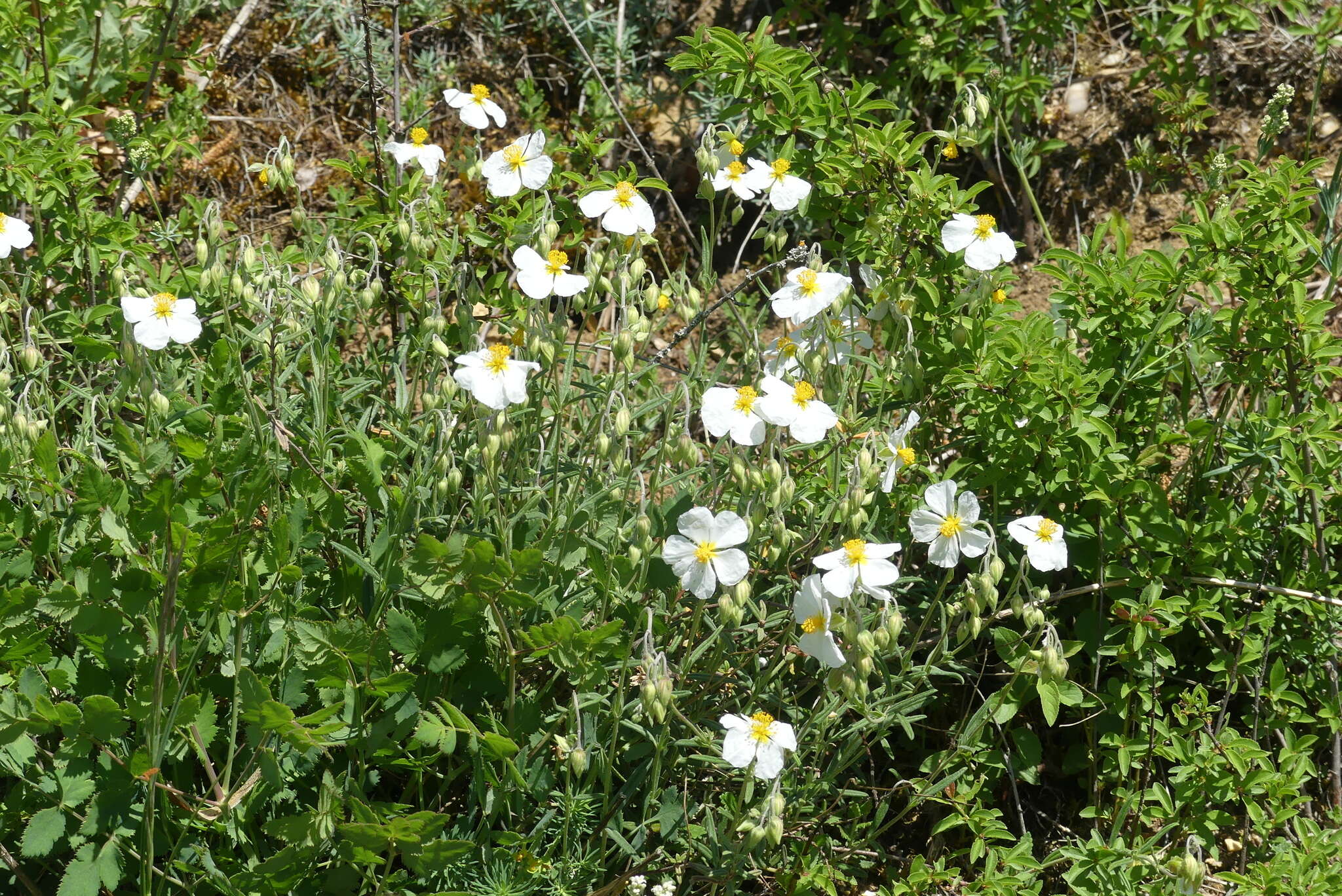 Image of White Rock-rose