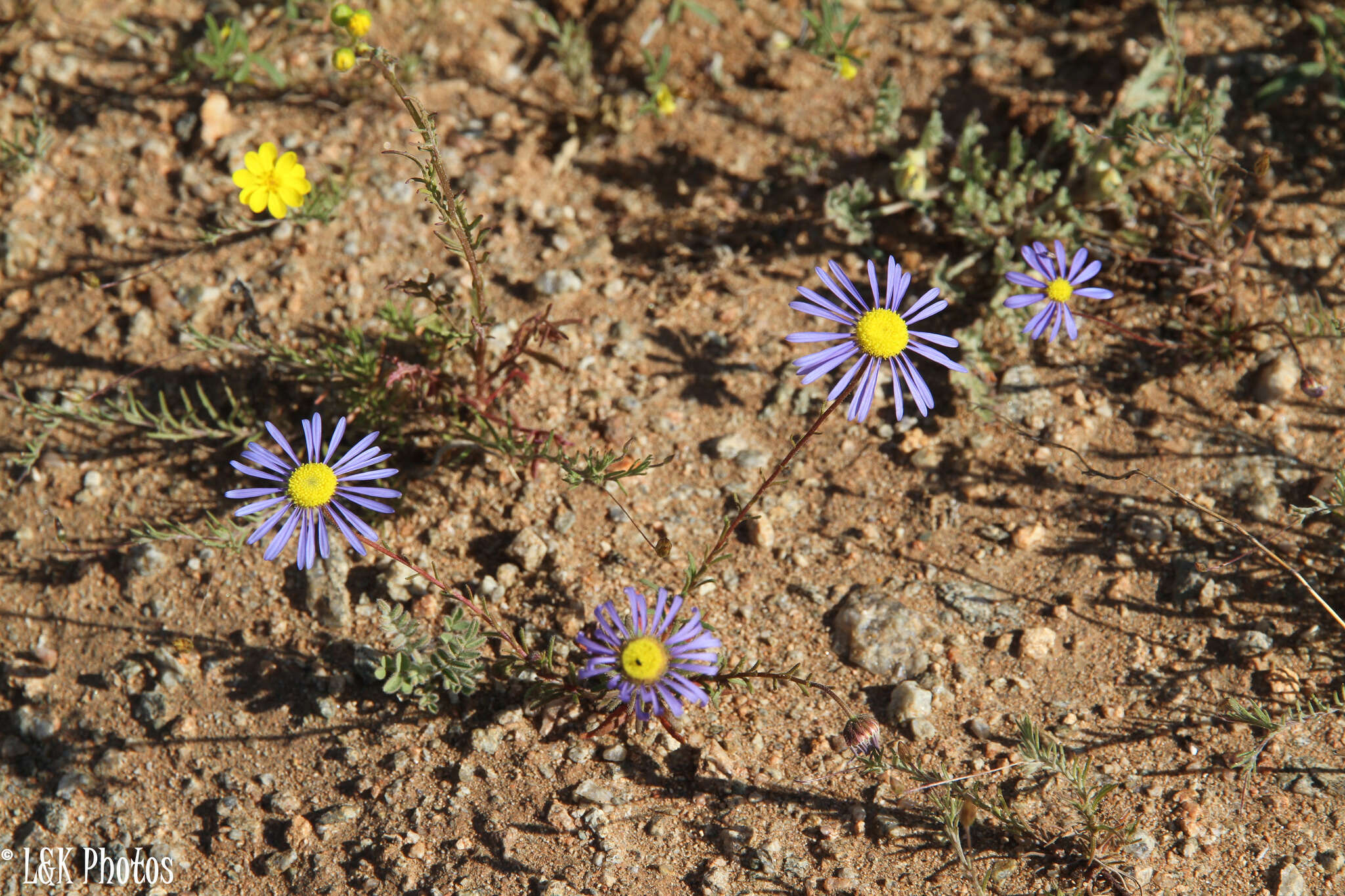 Image of <i>Felicia australis</i>