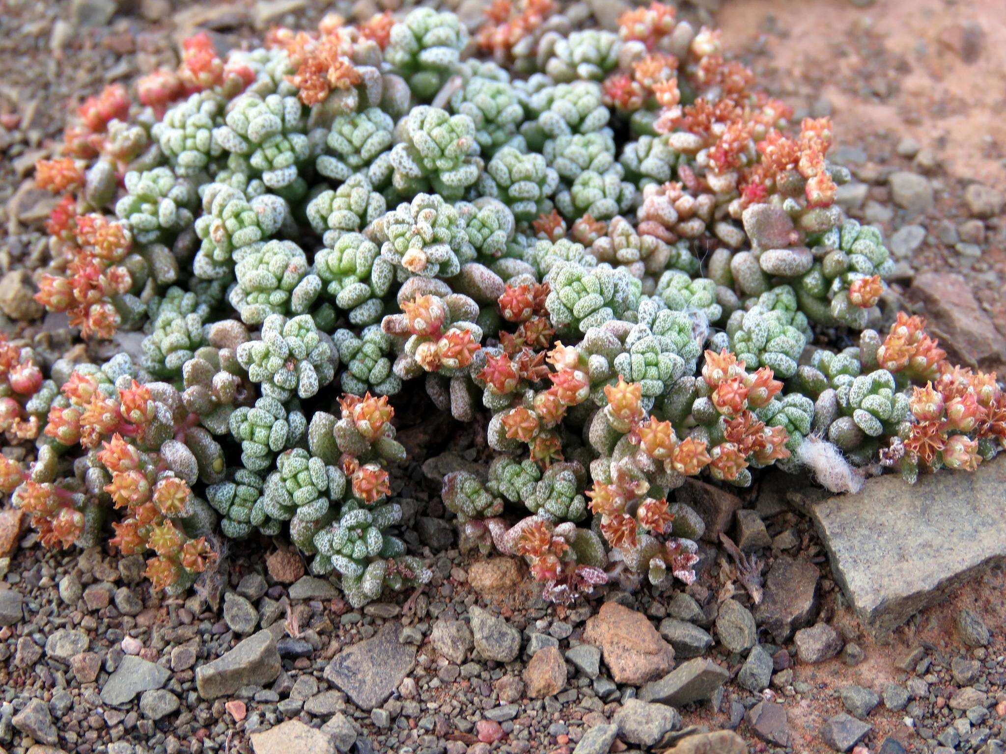 Image of Crassula corallina subsp. corallina