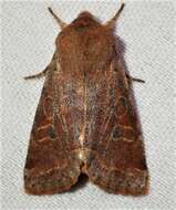 Imagem de Orthosia hibisci Guenée 1852