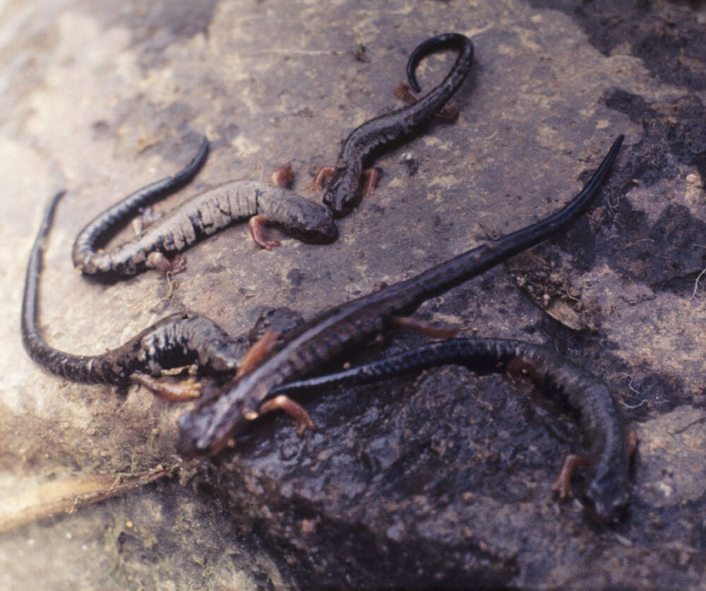 Image of Bolitoglossa pesrubra (Taylor 1952)