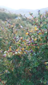 Image of Berberis cretica L.