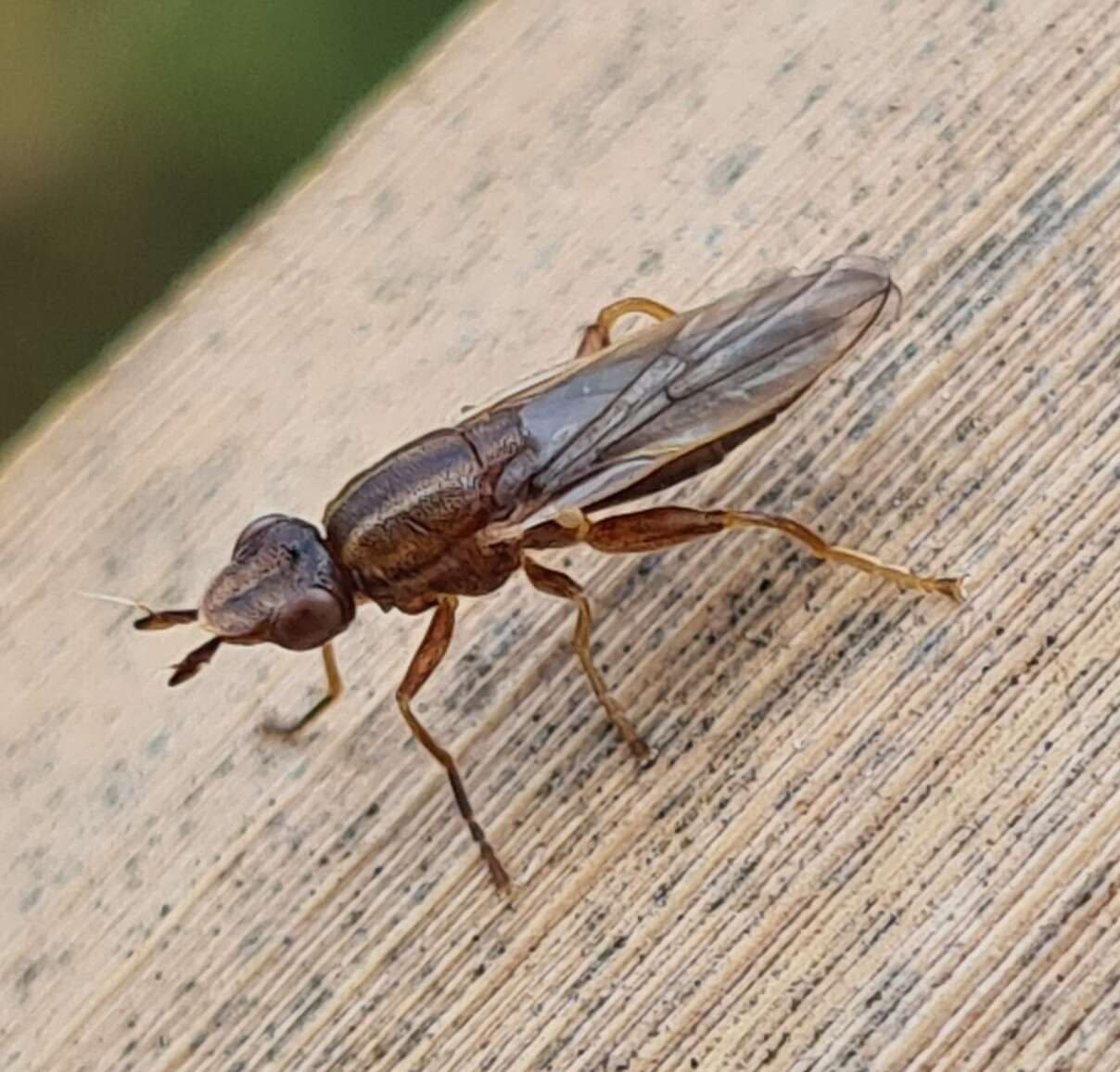 Image of Platycephala planifrons (Fabricius 1798)