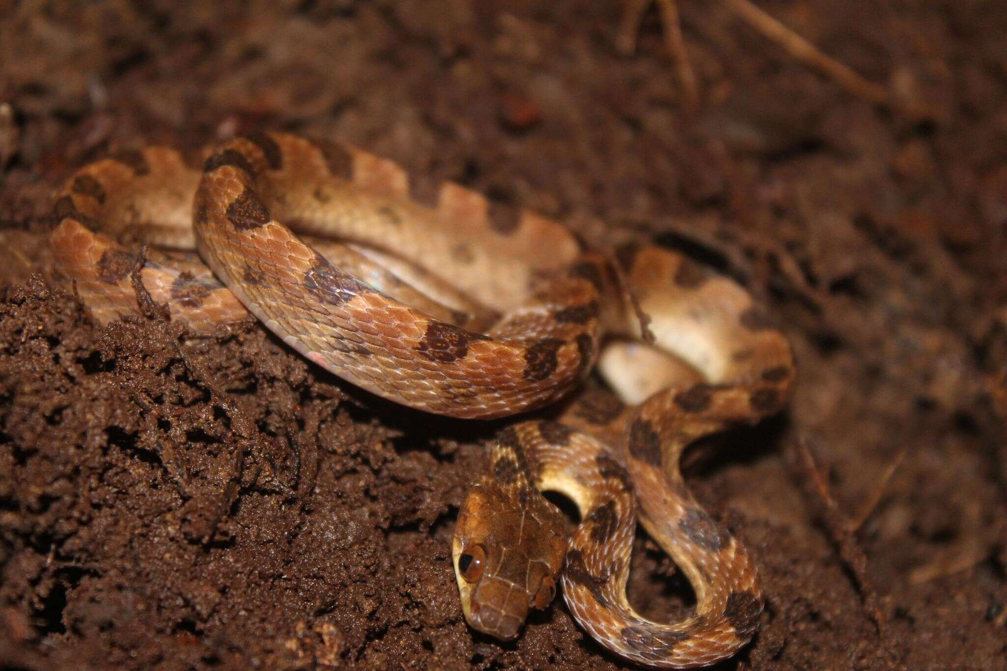 Leptodeira ornata (Bocourt 1884)的圖片