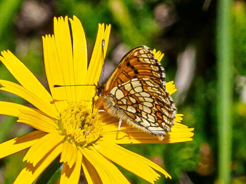 Imagem de Melitaea britomartis Assmann 1847