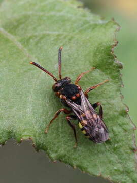 Image of Nomada zonata Panzer 1798