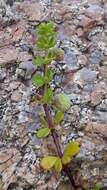 Image of warty bedstraw