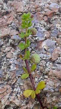 Image of warty bedstraw