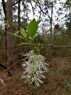 Imagem de Chionanthus virginicus L.