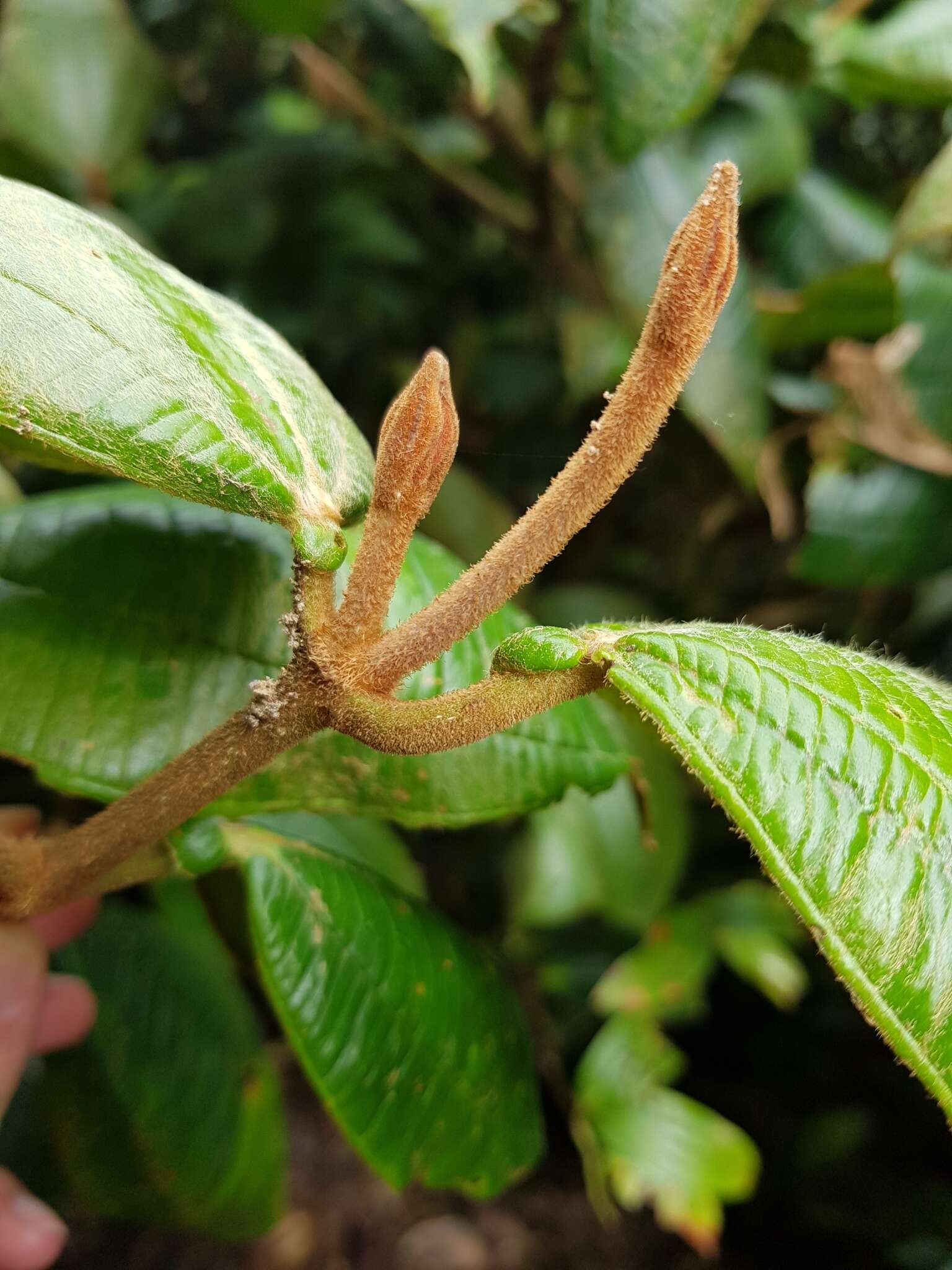 Imagem de Blakea chlorantha F. Almeda