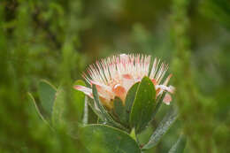 Plancia ëd Protea subvestita N. E. Br.