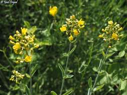 Image of Hypericum lanuginosum Lam.