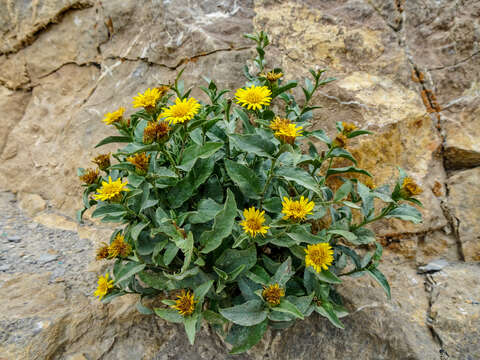 Image of Inula obtusifolia A. Kerner