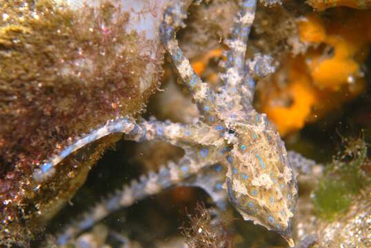 Image of Southern blue-ringed octopus