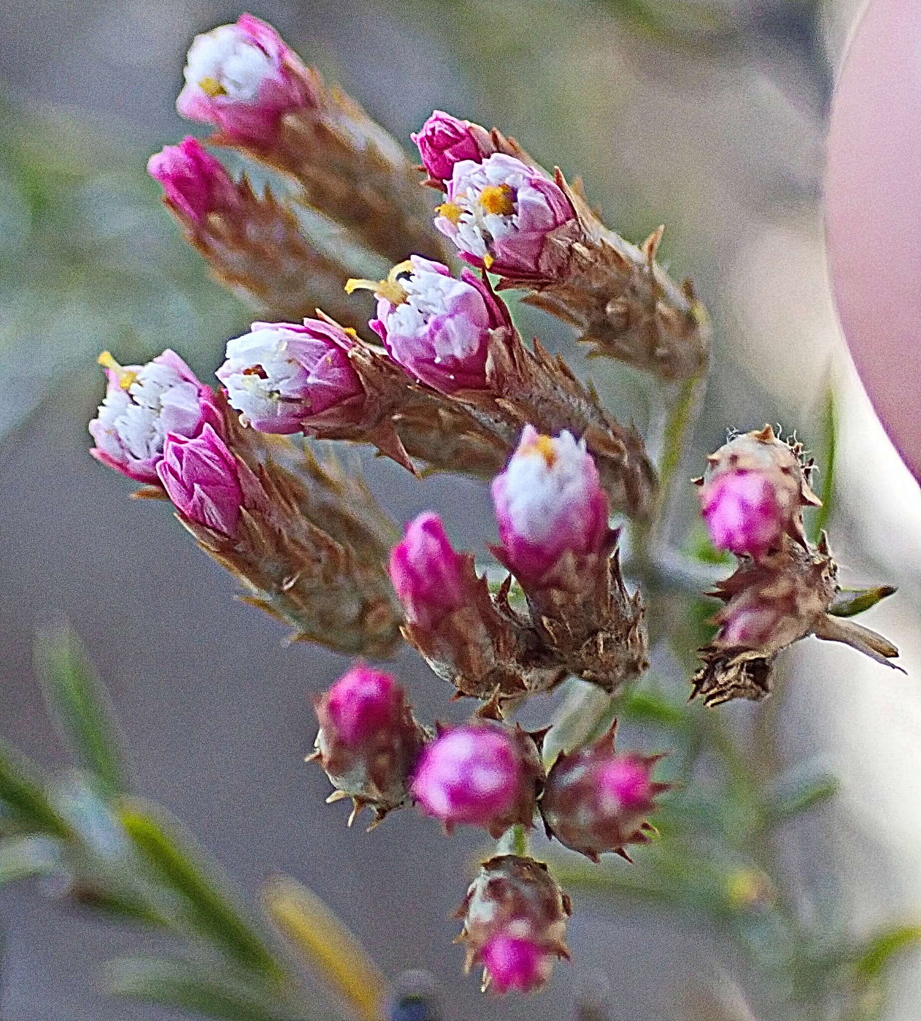 Image of Metalasia tricolor Pillans