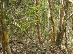 Image of Chamaedorea glaucifolia H. Wendl.