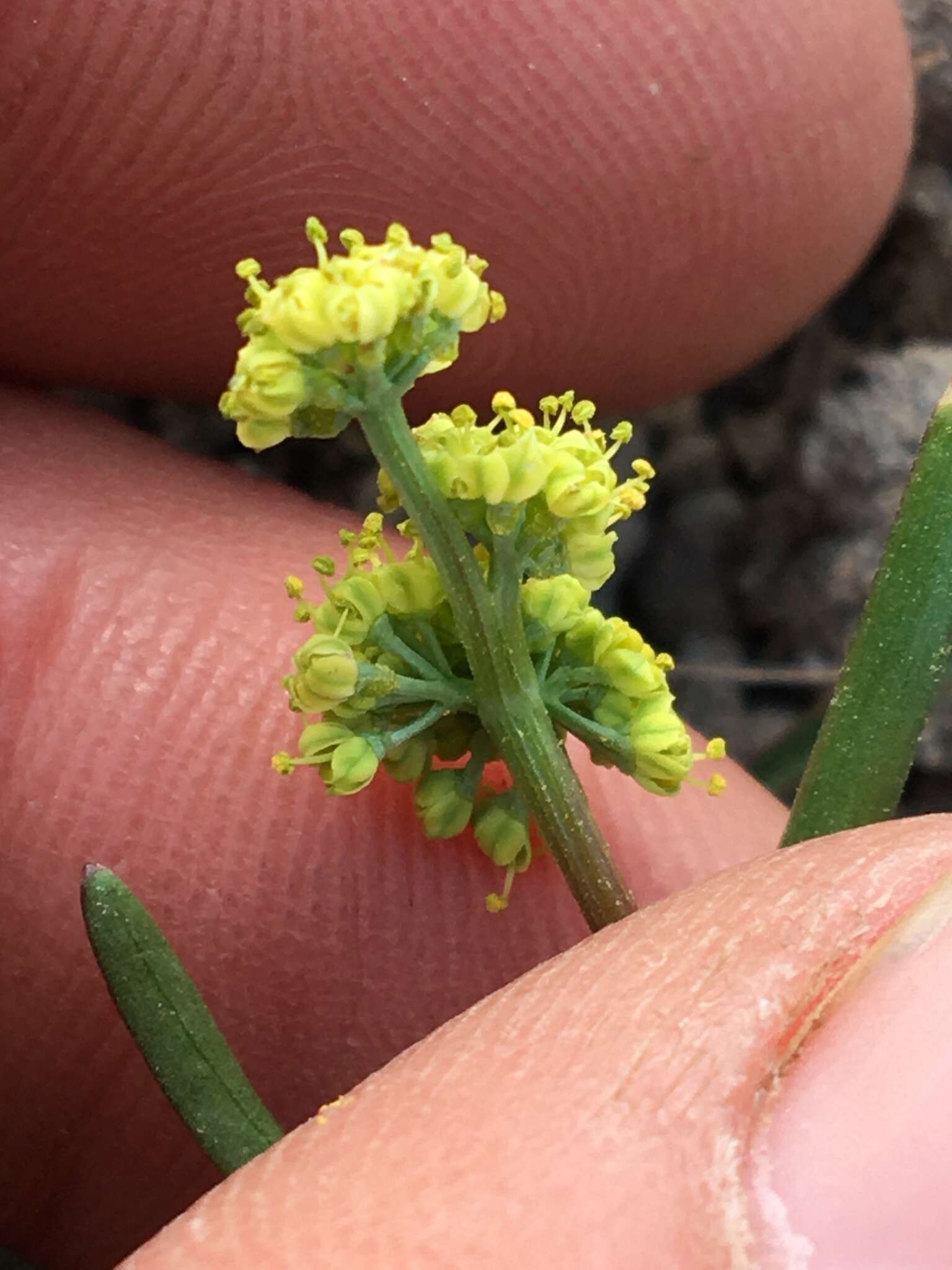 Image de Lomatium stebbinsii M. A. Schlessman & L. Constance