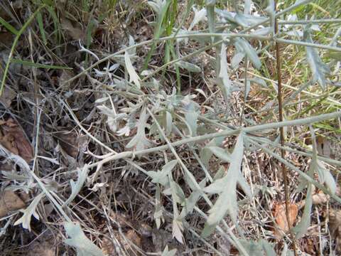 Image of white sagebrush