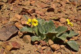 صورة Viola purpurea var. aurea (Kellogg) M. S. Baker ex Jeps.