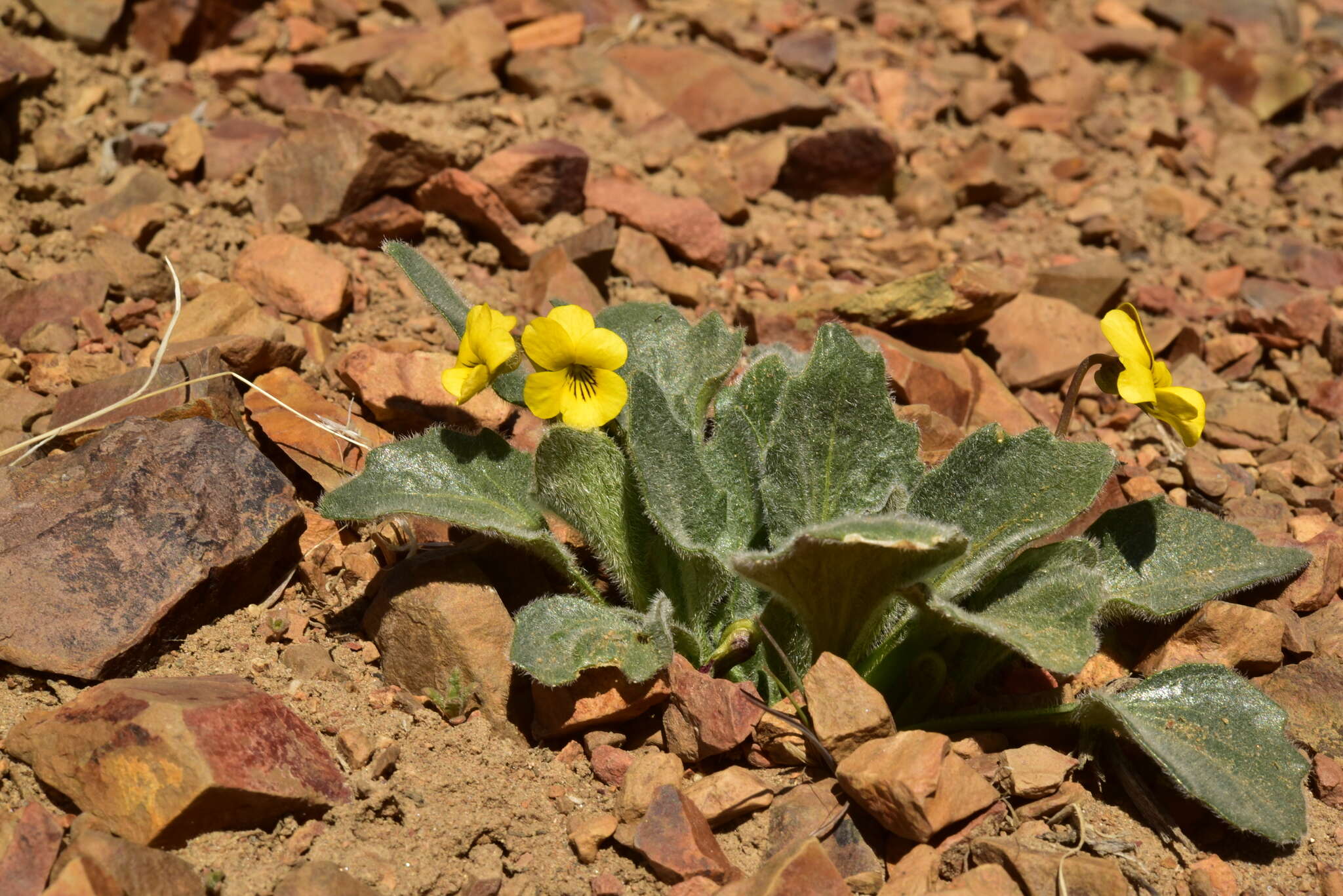 صورة Viola purpurea var. aurea (Kellogg) M. S. Baker ex Jeps.