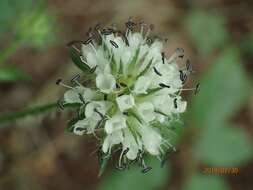 Image of small teasel