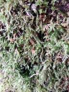 Image of rough-stalked feather-moss