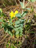 Plancia ëd Hypericum tetrapetalum Lam.