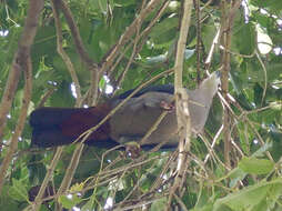 Image of Pacific Imperial Pigeon