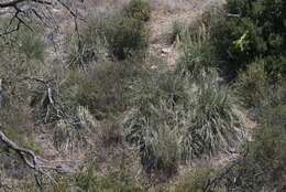 Image of Peninsular beargrass