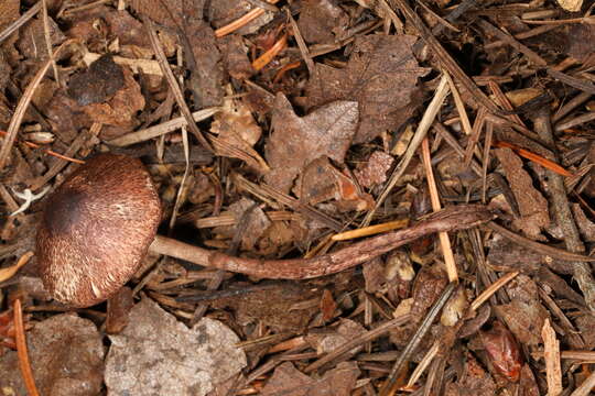 صورة Lepiota flammeotincta Kauffman 1925