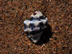 Image of humped rock shell