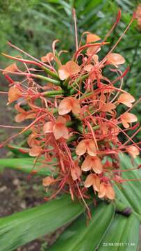 Image of Hedychium coccineum Buch.-Ham. ex Sm.