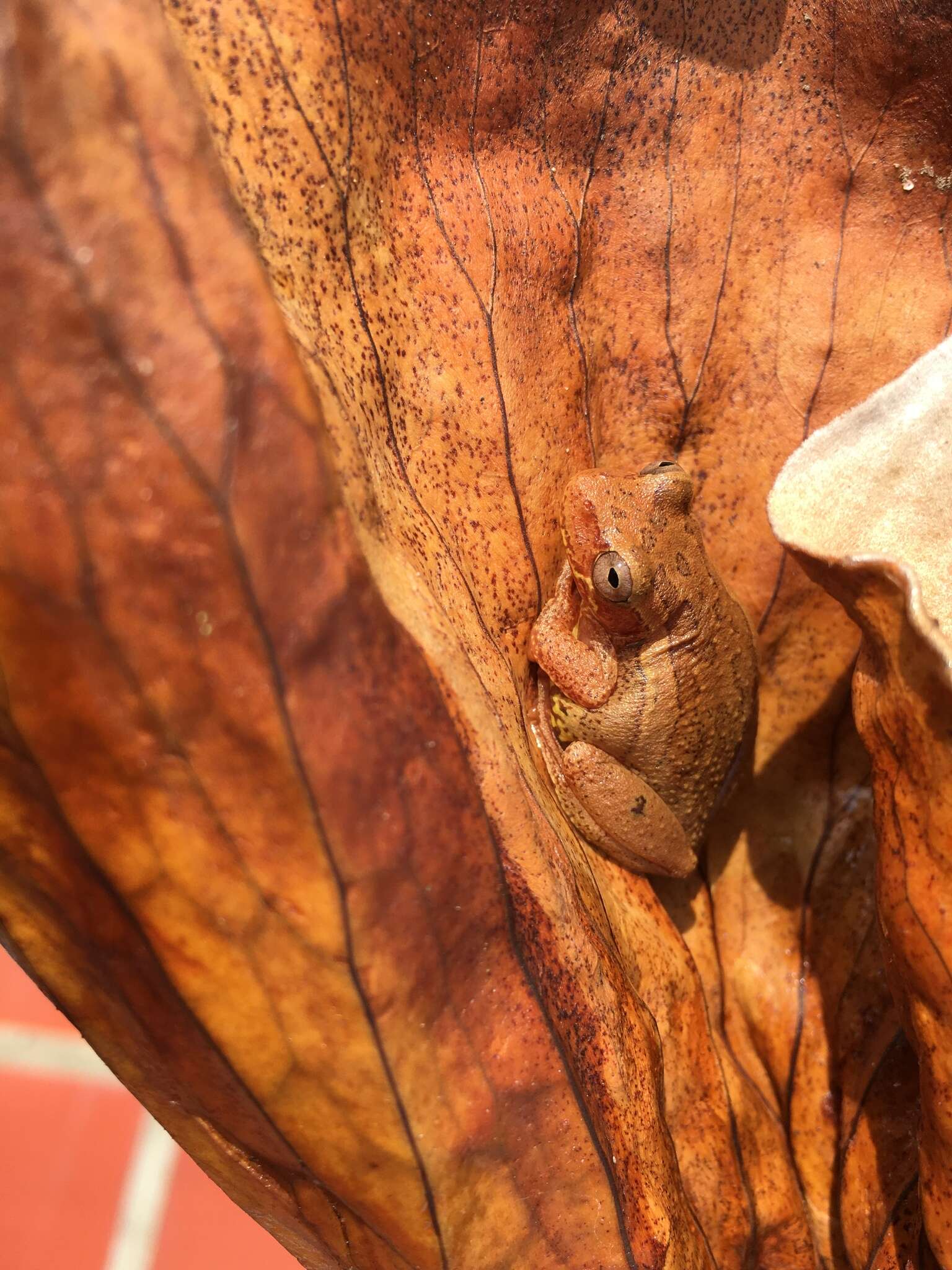 Image of Dendropsophus bogerti (Cochran & Goin 1970)