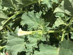 Image de Datura ferox L.