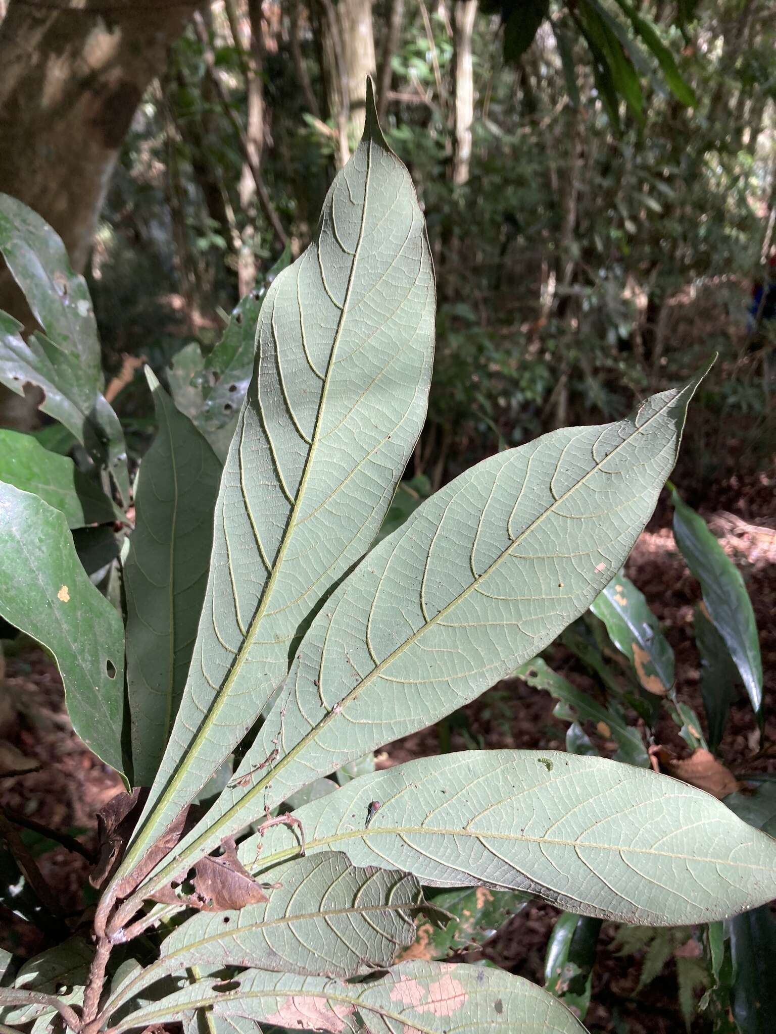 Image of Litsea acutivena Hayata