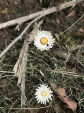 Plancia ëd Argentipallium dealbatum (Labill.) P. G. Wilson