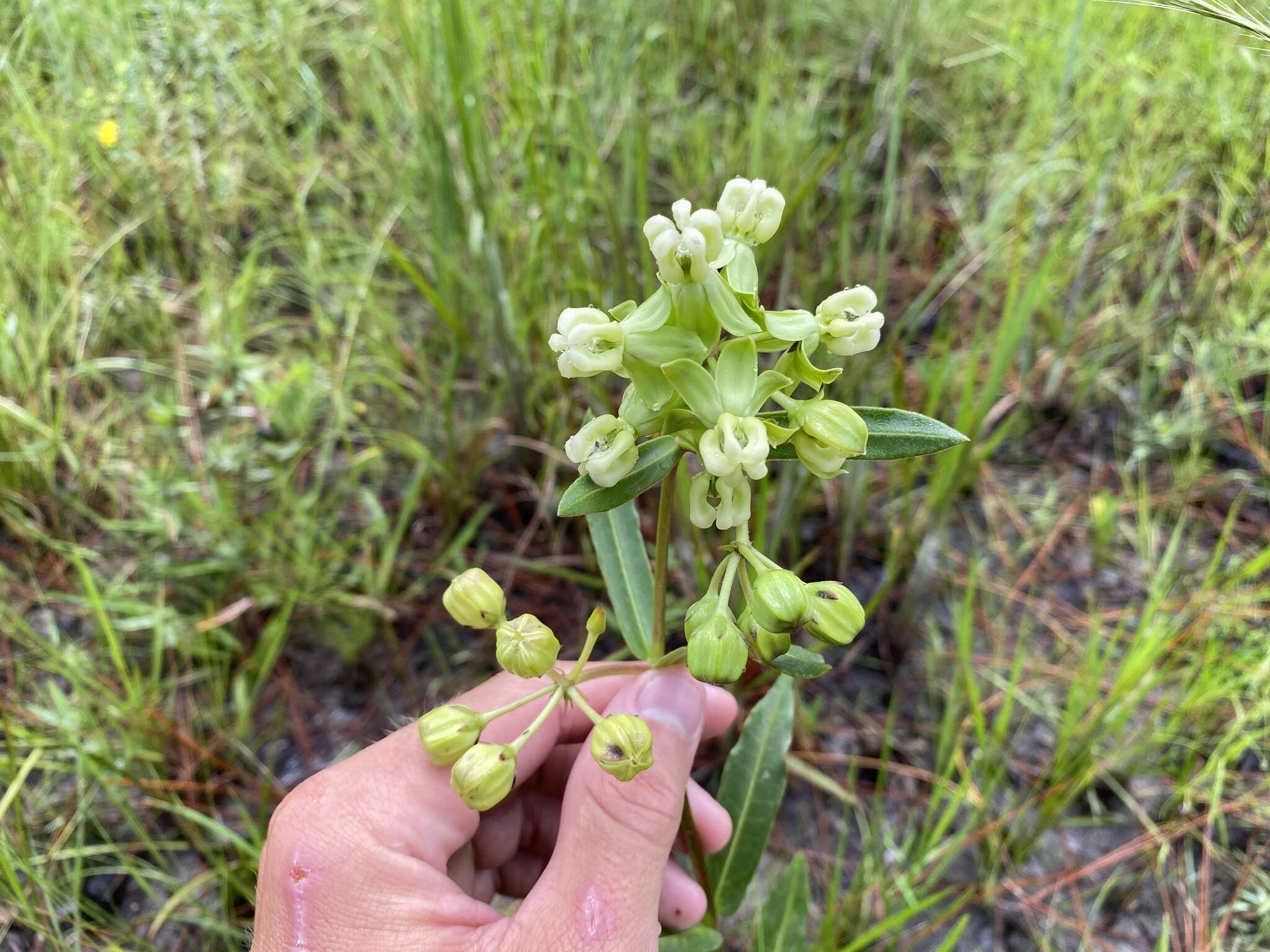 Imagem de Asclepias connivens Baldw. ex Ell.