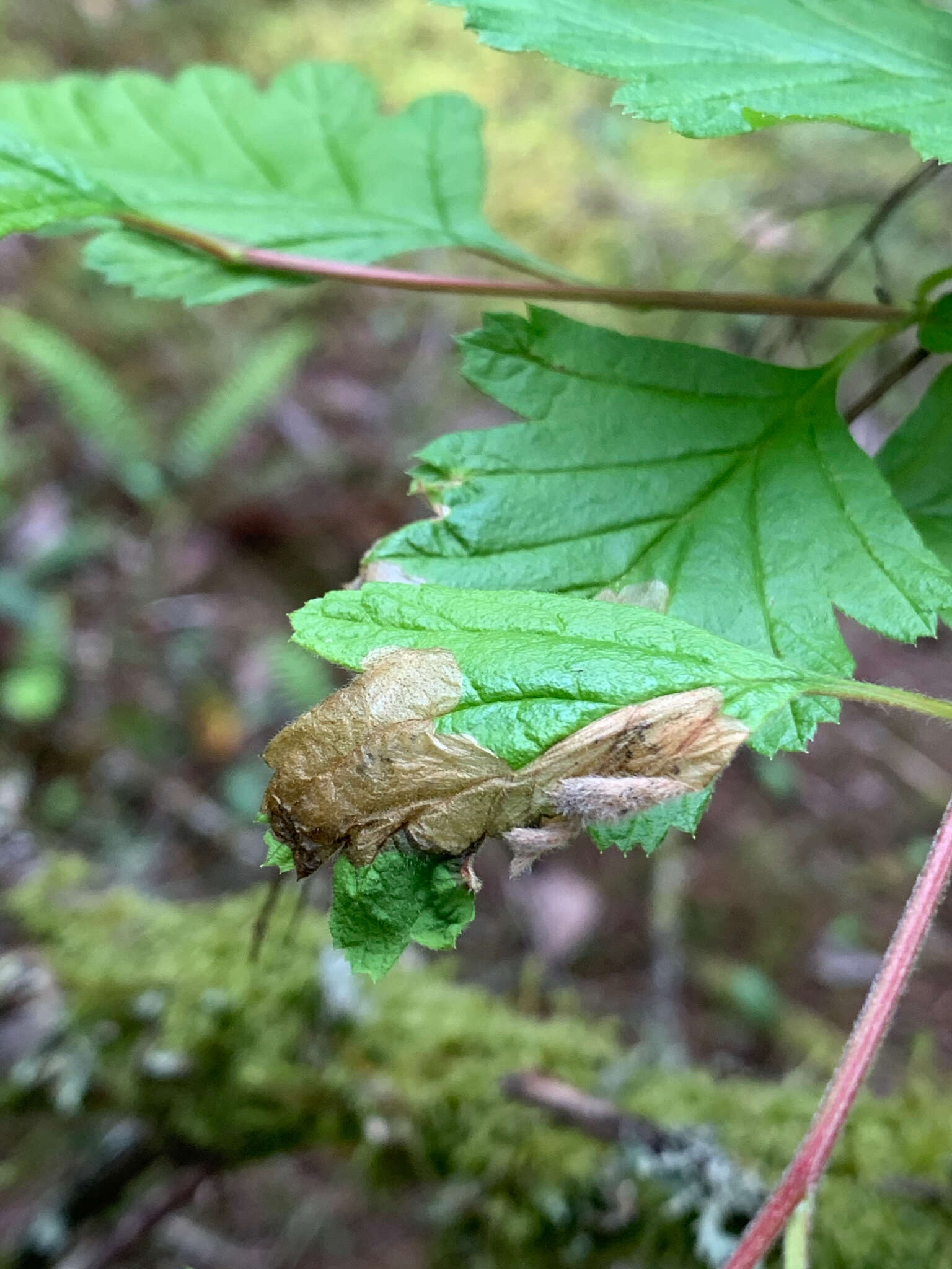 Image of Eriocrania semipurpurella pacifica Davis 1978