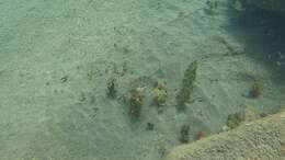 Image of Comb Grouper