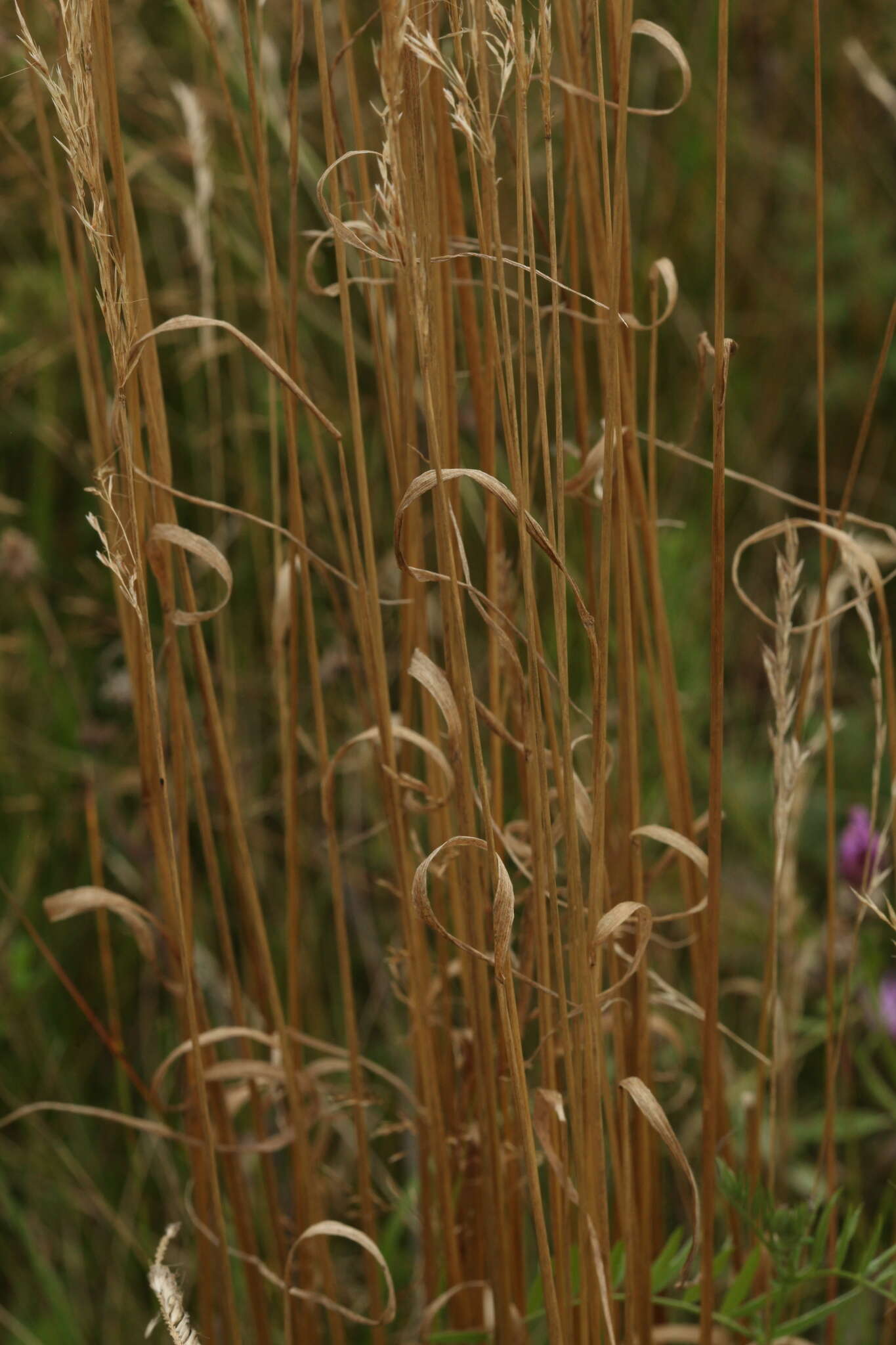 Image of golden oat grass