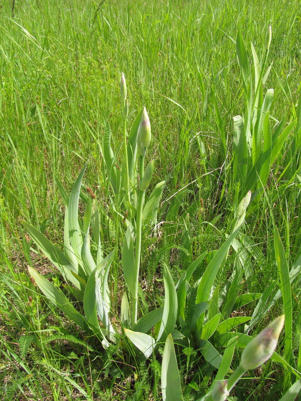 Plancia ëd Iris hybrida