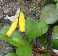 Image of yerba Puerto Rico de cueva