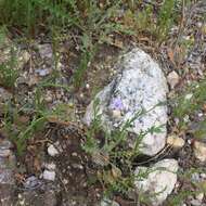 Image of lesser yellowthroat gilia