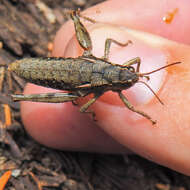 Image of Cascade Timberline Grasshopper