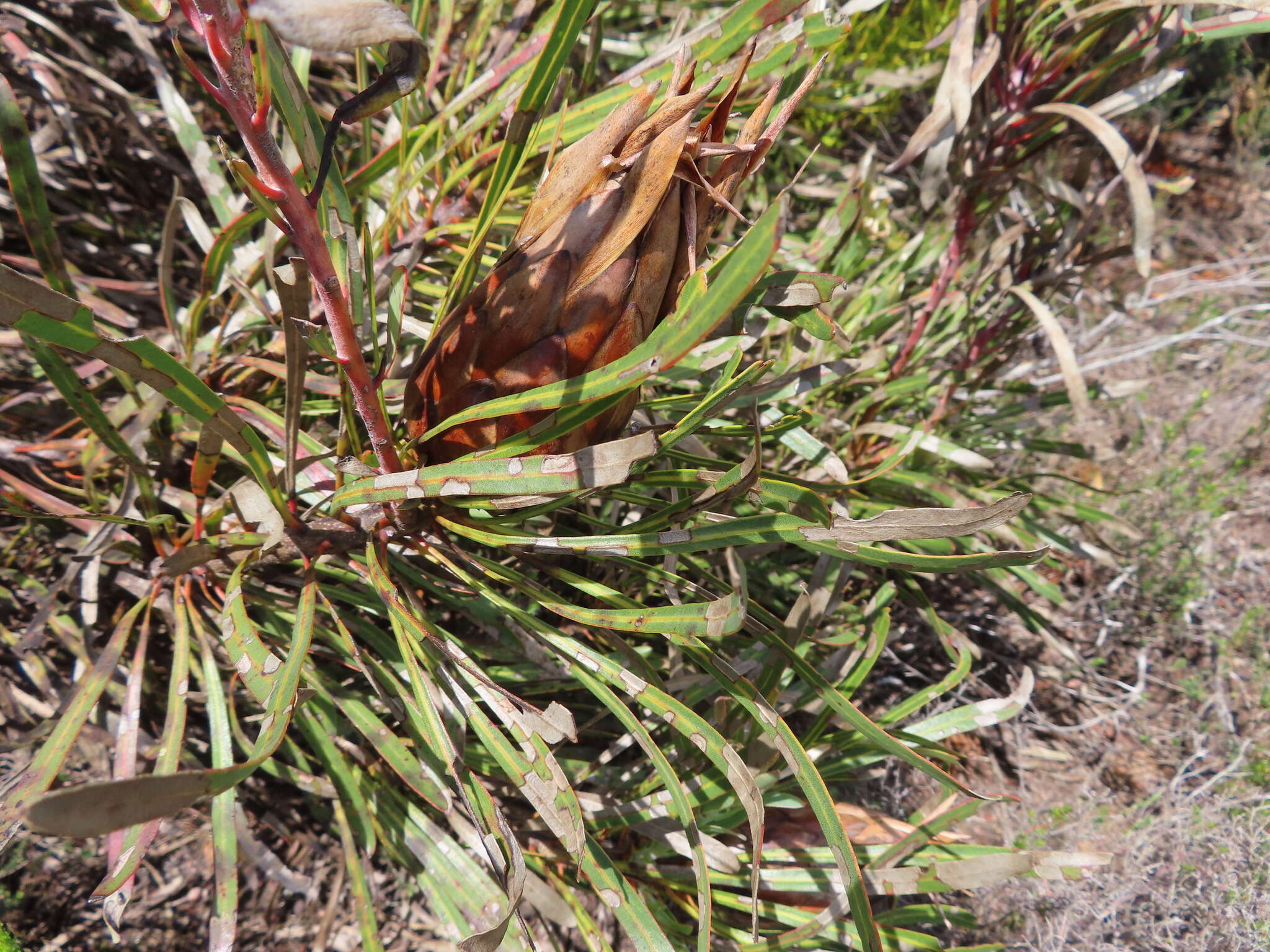 Imagem de Protea longifolia Andr.