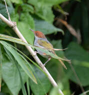 Image of Philippine Tailorbird