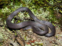 Image of Sierra Coalcoman Earth Snake