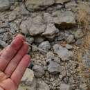 Image of onehead brittlebush