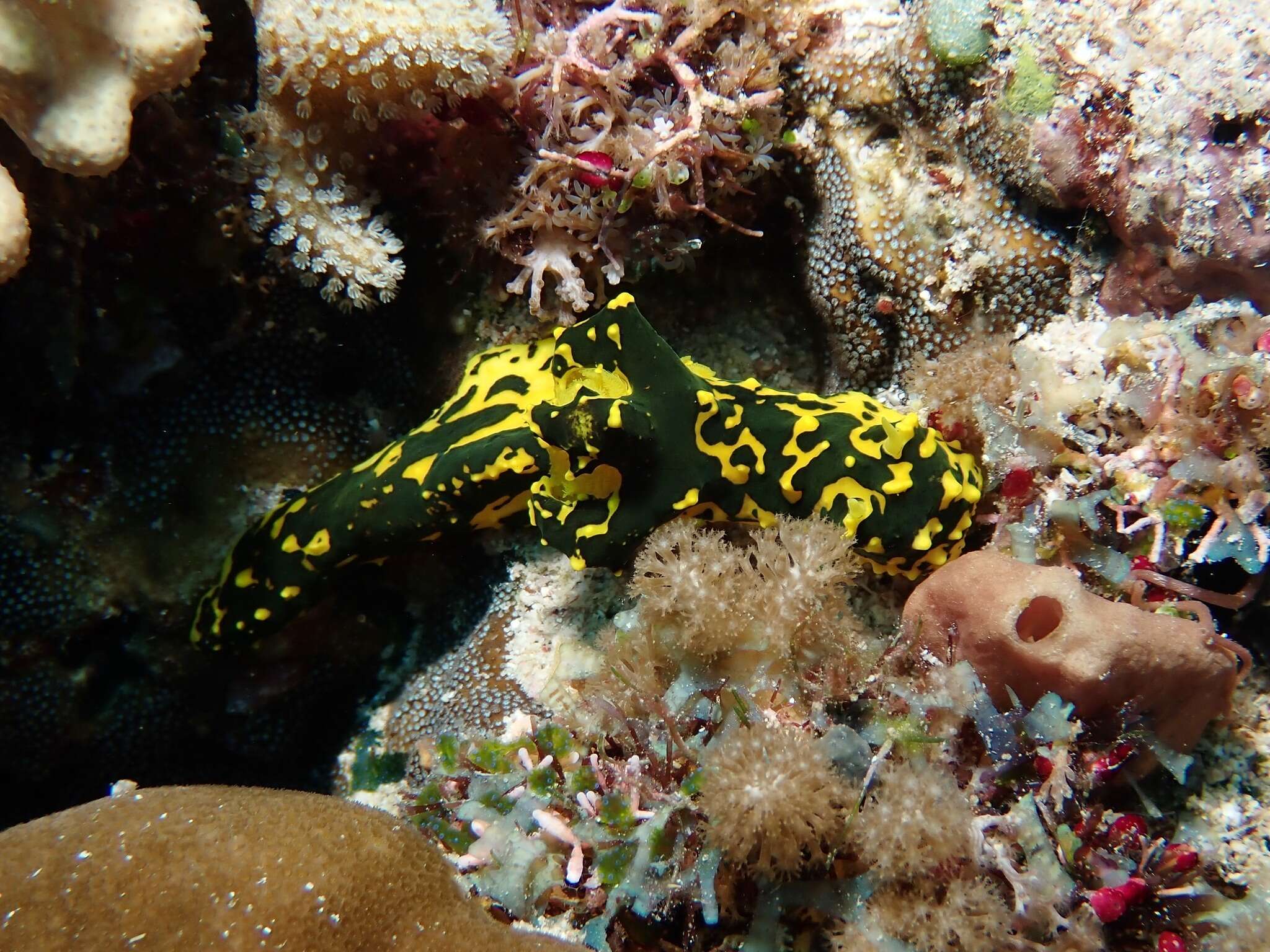 Image of Notodoris gardineri Eliot 1906