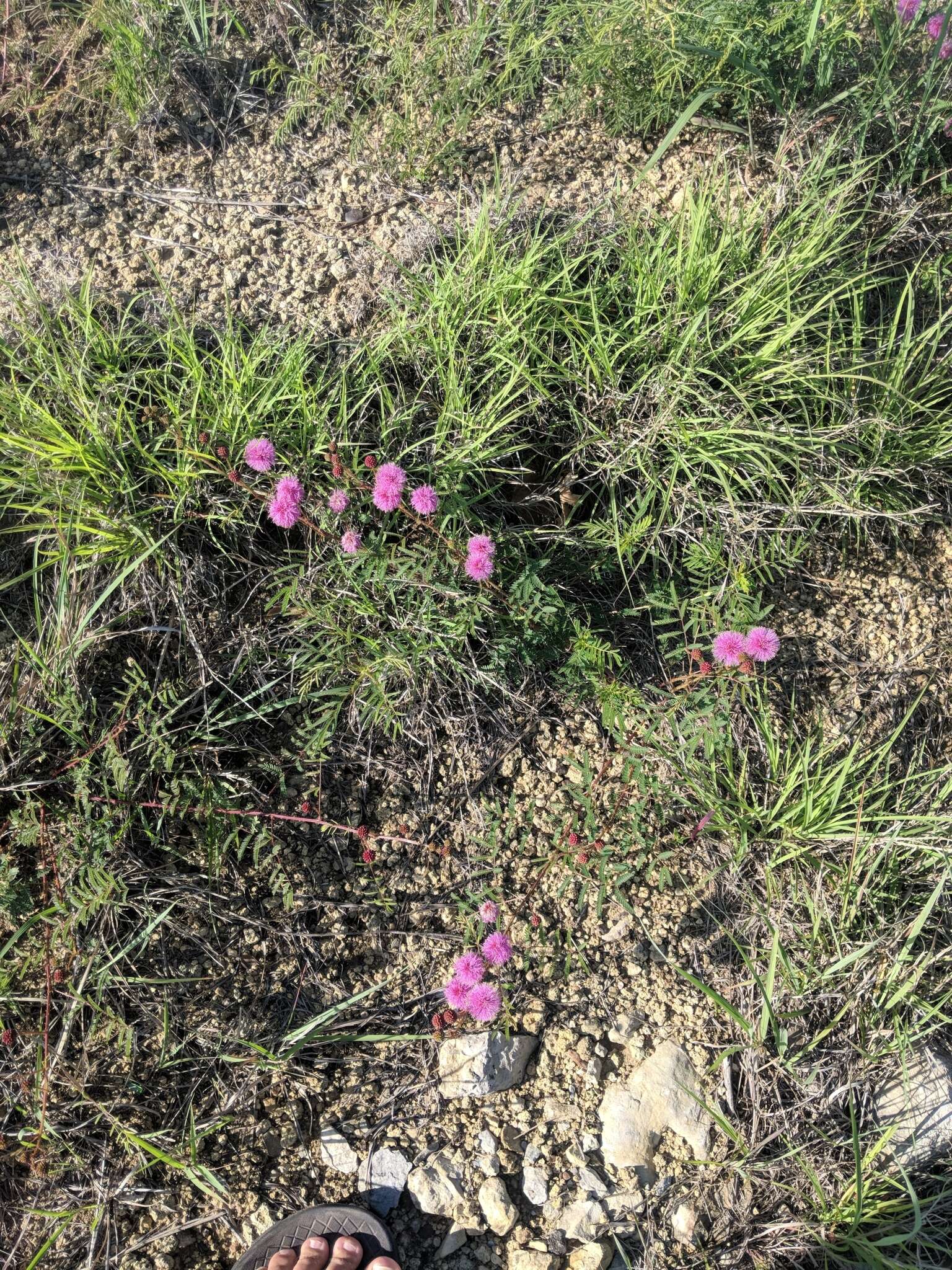 Mimosa quadrivalvis L.的圖片